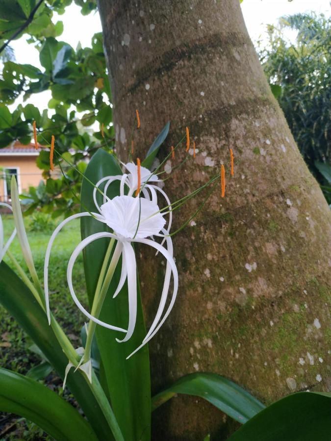 La Luciernaga Big Creek Bed & Breakfast Bocas del Toro Exterior photo